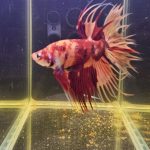 betta1019