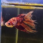 betta1019