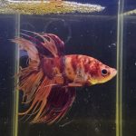 betta1019