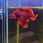 betta1018