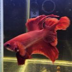 betta1018
