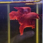 betta1018