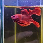 betta1018