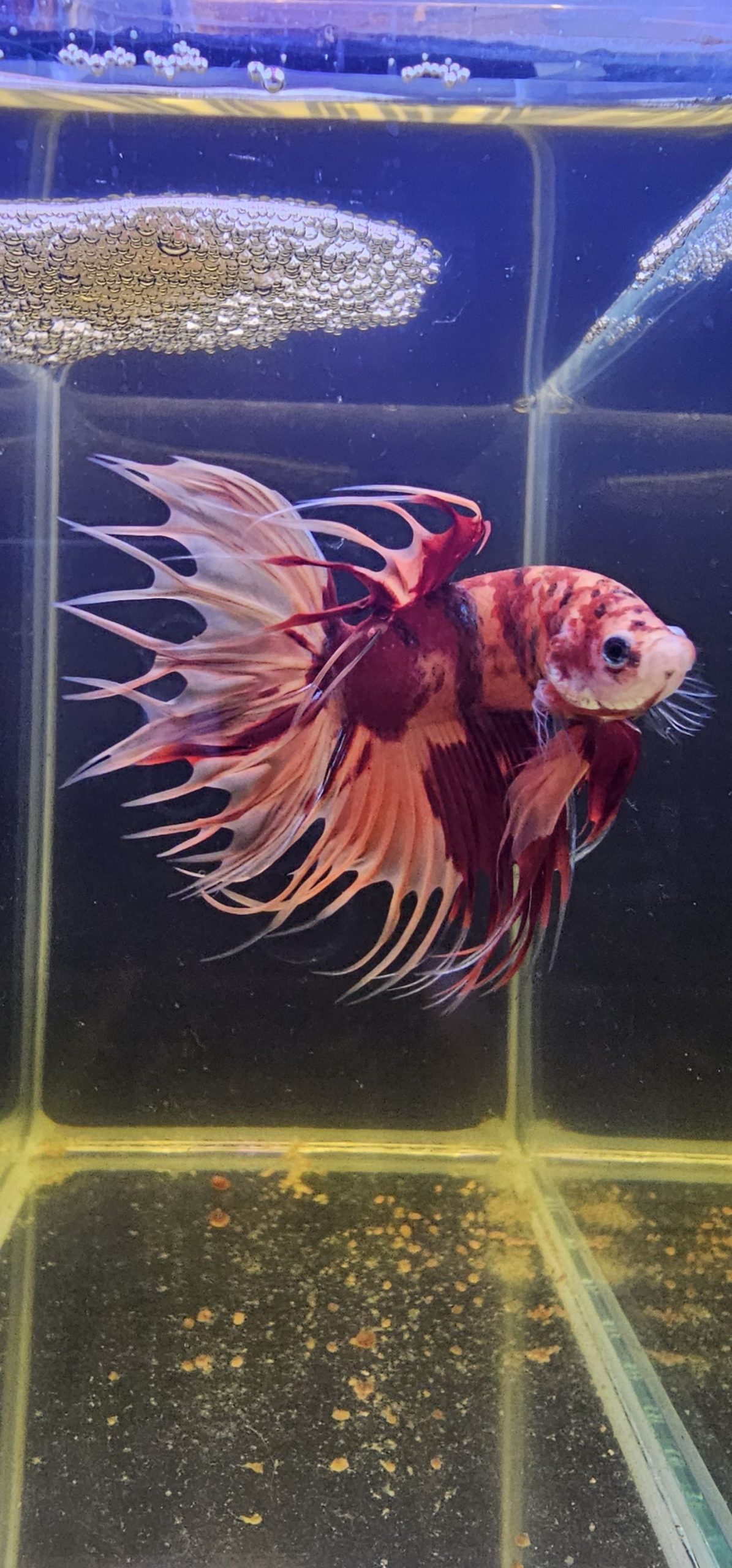 betta1019