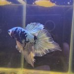 betta1016