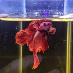 betta1018