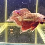 betta1017