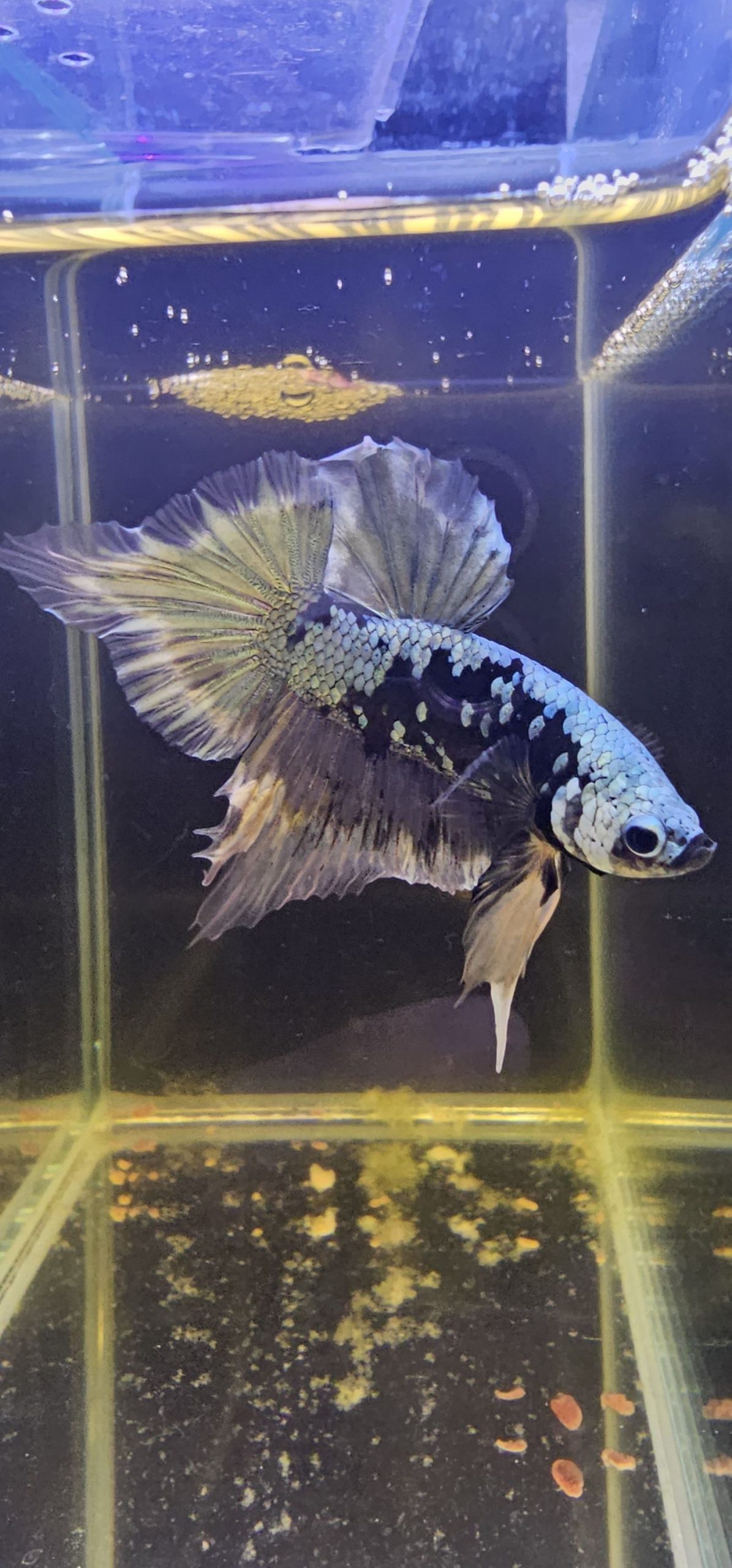 betta1016