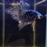 betta1016