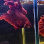 betta1018