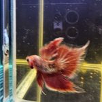 betta1017