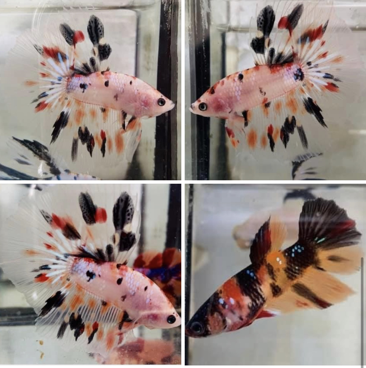 betta1020