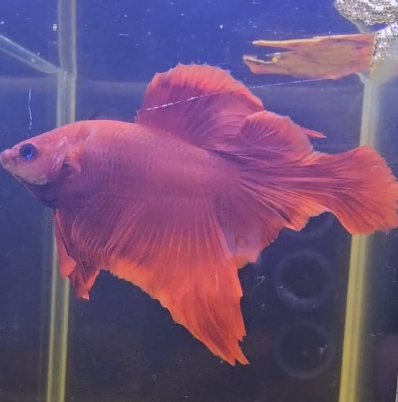 betta1018