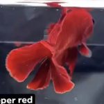 betta1021