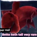 betta1021
