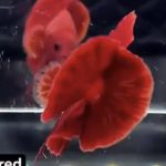 betta1021