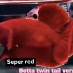 betta1021