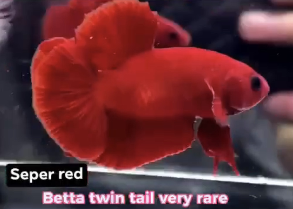 betta1021