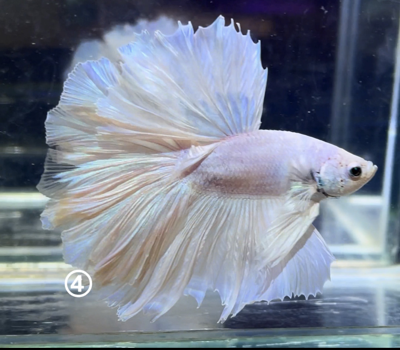 betta1023