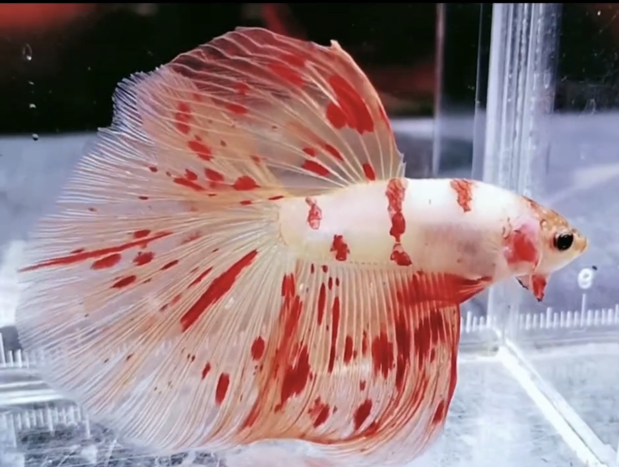betta1025