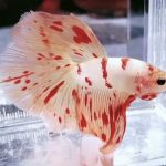 betta1025