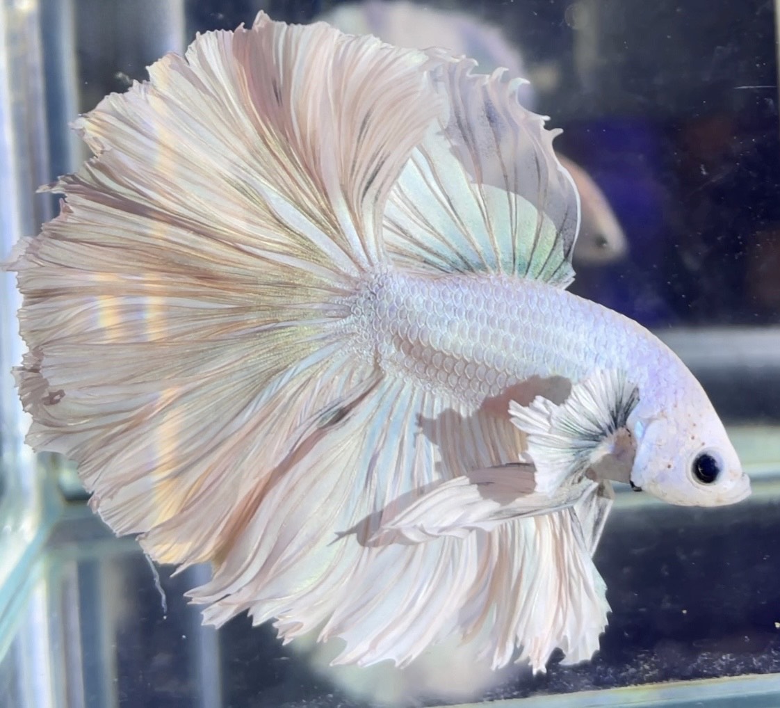 betta1024