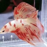 betta1025