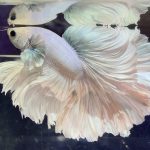 betta1024