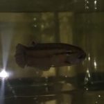 betta1026