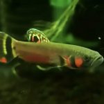 betta1026