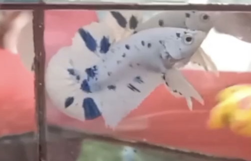 betta1028