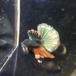 betta1031