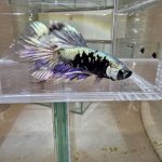 betta1032