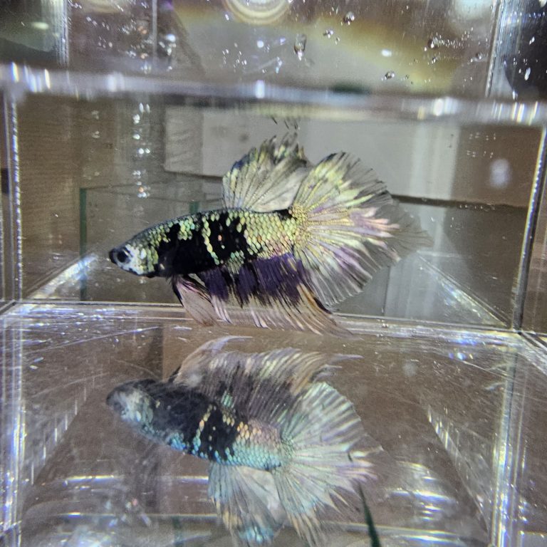 betta1032