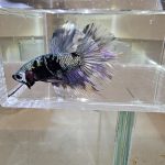 betta1032