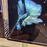 betta1029