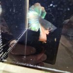 betta1031