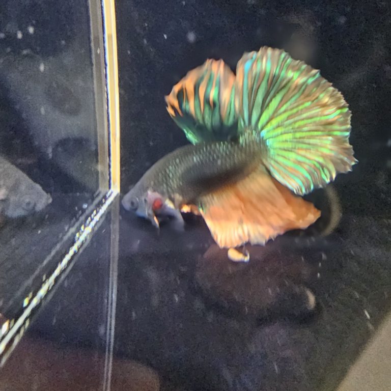 betta1031