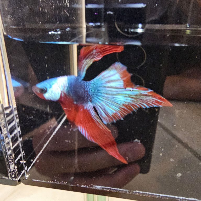 betta1030