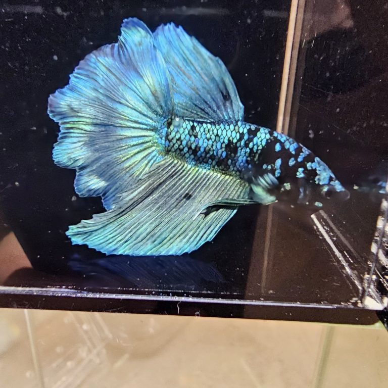 betta1029