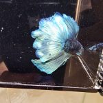 betta1029