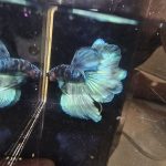 betta1029