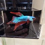 betta1030