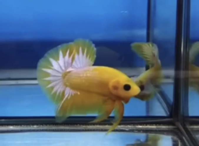 betta1033