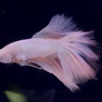 betta1038