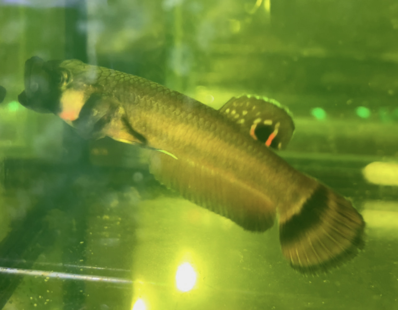 betta1026