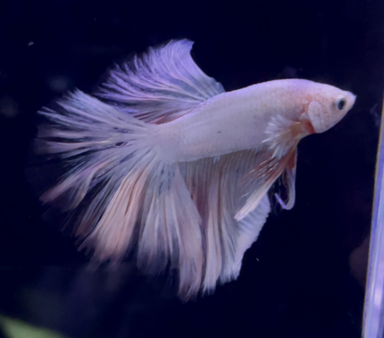 betta1038