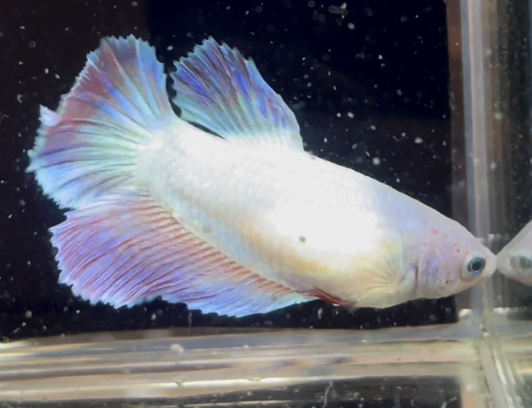 betta1034