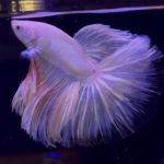 betta1036
