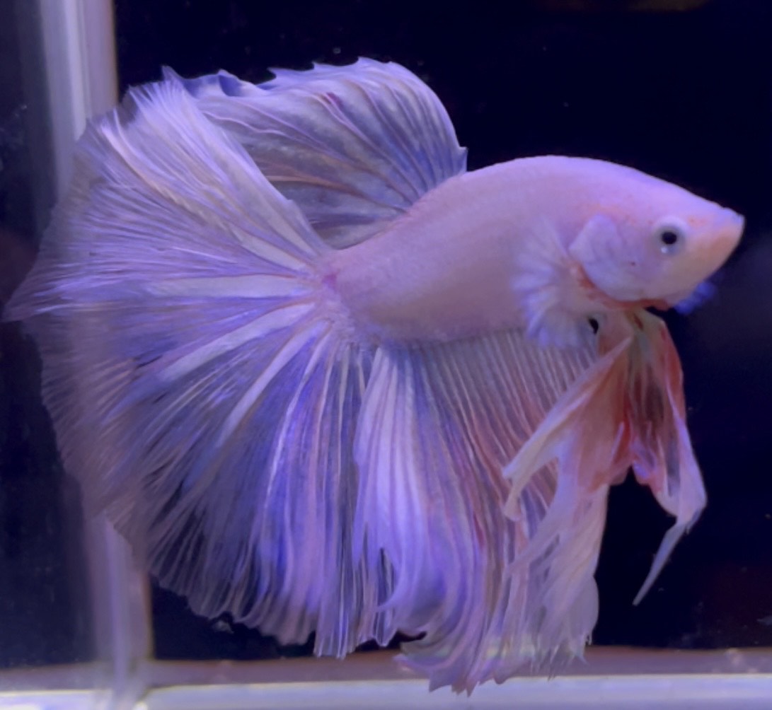 betta1036